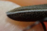 Agapanthia cardui / Agapanthia suturalis