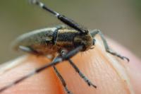 Agapanthia cardui / Agapanthia suturalis