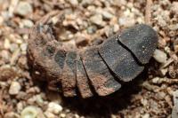Nyctophila reichii