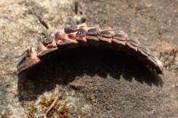 Nyctophila reichii
