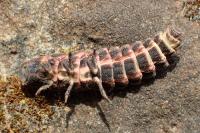 Nyctophila reichii