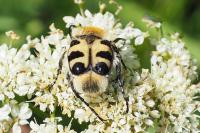 Trichius gallicus