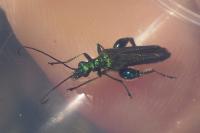 Oedemera nobilis
