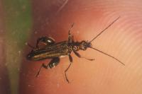 Oedemera flavipes