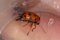 Cryptocephalus cynarae