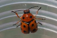 Cryptocephalus cynarae