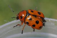 Cryptocephalus cynarae