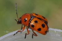 Cryptocephalus cynarae