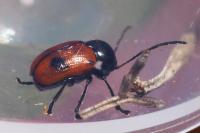Cryptocephalus bipunctatus