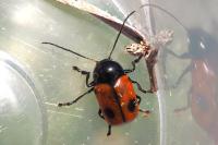 Cryptocephalus bipunctatus
