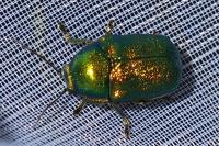 Cryptocephalus