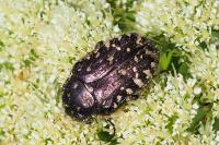 Oxythyrea funesta