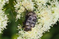 Valgus hemipterus