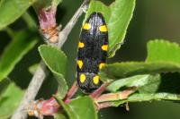 Ptosima undecimmaculata
