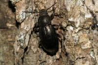 Stenomax aeneus