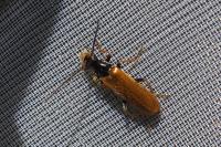 Rhagonycha