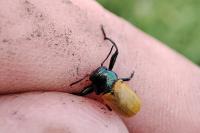 Labidostomis longimana