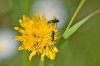 Psilothrix viridicoerulea