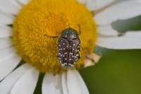Oxythyrea funesta