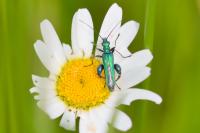 Oedemera nobilis