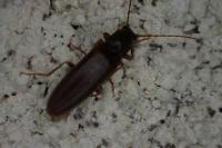 Athous bicolor
