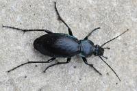 Carabus violaceus