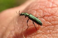 Psilothrix viridicoerulea