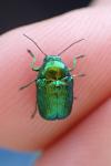 Cryptocephalus