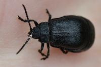 Galeruca luctuosa