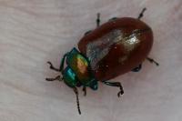 Chrysolina polita
