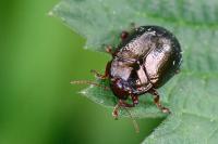 Chrysolina bankii
