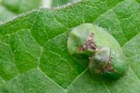 Cassida rubiginosa