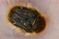 Tropinota squalida