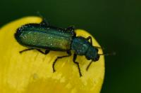 Psilothrix viridicoerulea