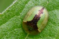 Cassida vibex