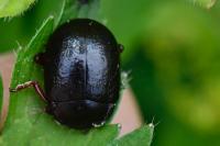 Chrysolina bankii