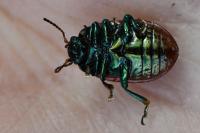 Chrysolina polita