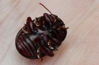 Chrysolina bankii