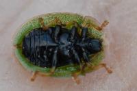 Cassida rubiginosa