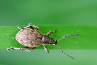 Peritelus sphaeroides