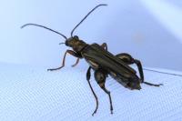 Oedemera flavipes