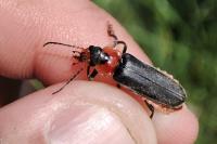 Cantharis fusca