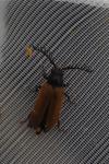 Drilus flavescens
