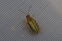Xanthogaleruca luteola