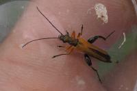 Oedemera podagrariae