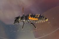 Harmonia axyridis
