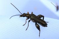 Oedemera flavipes