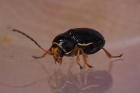 Cryptocephalus flavipes