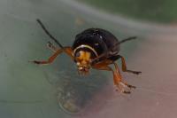 Cryptocephalus flavipes