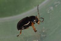 Cryptocephalus flavipes